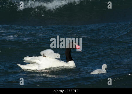 Cygne à cou noir (cygnus melancoryphus) avec cygnets Patagonie Chili Banque D'Images