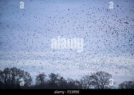 Les corbeaux freux Corvus frugilegus arrivant de nuit roost Yare Valley hiver Norfolk Banque D'Images