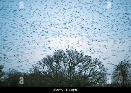 Les corbeaux freux Corvus frugilegus arrivant de nuit roost Yare Valley hiver Norfolk Banque D'Images