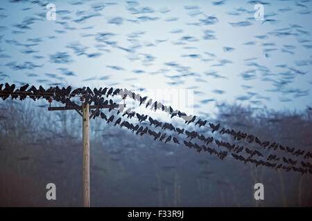 Les corbeaux freux Corvus frugilegus arrivant de nuit roost Yare Valley hiver Norfolk Banque D'Images