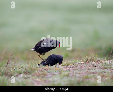 La Gallinule poule-d'eau Gallinula chloropus dans la parade nuptiale Sussex Banque D'Images