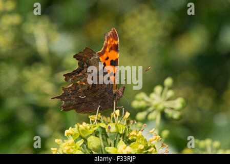 Comma Butterfly Polygonia c-album le lierre à fleurs jardin dans Norfolk Banque D'Images