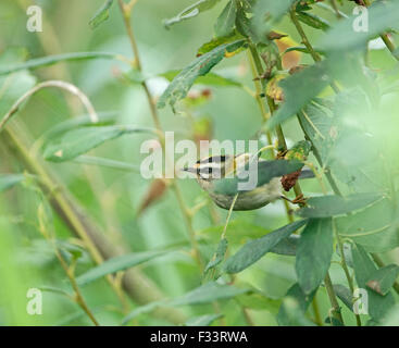 Firecrest Regulus ignicapilla automne Claj NWT Réserver Norfolk Septembre Banque D'Images