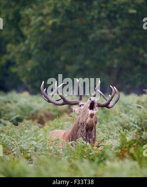 Red Deer (Cervus elaphus) Stag beuglant pendant le rut, Richmond Park Londres Septembre