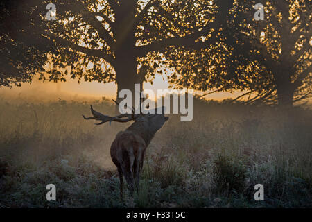 Red Deer (Cervus elaphus) stag pendant le rut sur un misty dans Richmond Park, réserve naturelle nationale Octobre Londres Banque D'Images