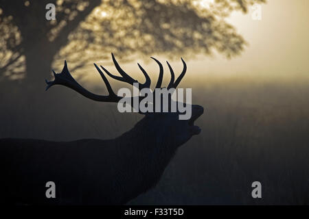 Red Deer (Cervus elaphus) stag pendant le rut sur un misty dans Richmond Park, réserve naturelle nationale Octobre Londres Banque D'Images