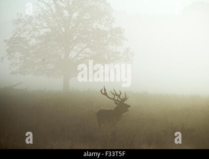 Red Deer (Cervus elaphus) stag pendant le rut sur un misty dans Richmond Park, réserve naturelle nationale Octobre Londres Banque D'Images