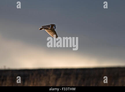 Effraie des clochers Tyto alba chasse North Norfolk Banque D'Images