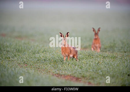 Lièvre brun Lepus europaeus sur champ de blé de printemps Norfolk Holt Banque D'Images