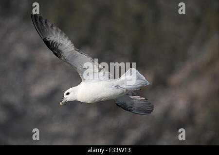 Le Fulmar boréal (Fulmarus glacialis) Hermaness Avril Shetland Banque D'Images