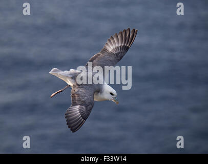 Le Fulmar boréal (Fulmarus glacialis) Hermaness Avril Shetland Banque D'Images