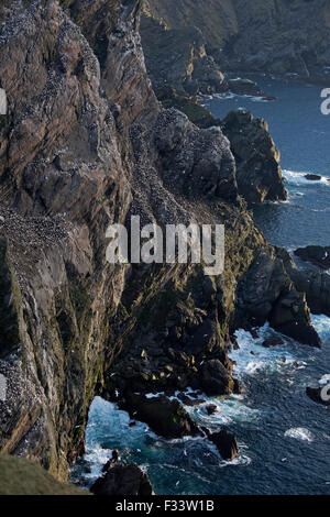 Fou de Bassan Sula bassana colonie Hermaness Unst Shetland Ecosse Avril Banque D'Images