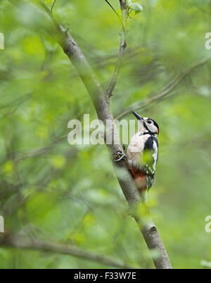 Dans Pic printemps Norfolk forestiers Banque D'Images