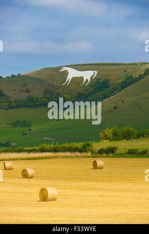 Vue de Westbury White Horse (Wiltshire) au moment de la récolte.Le Cheval Blanc est un célèbre paysage local. Il est soupçonné d'avoir bee Banque D'Images