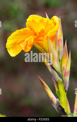 Fleur rouge orange tacheté de la plante exotique rayé jaune, Canna "Pretoria" Banque D'Images