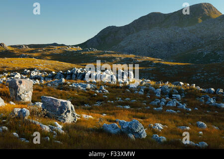 Les rochers et la végétation dans les montagnes Hottentots Holland, Western Cape, Afrique du Sud Banque D'Images