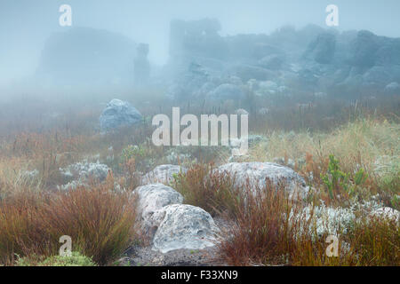 Montagnes Hottentots Holland, Western Cape, Afrique du Sud Banque D'Images