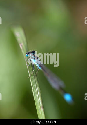 Un dragon bleu-fly est perché sur une plante en Prado del Rey, La Sierra de Cadiz, Andalousie, Espagne Banque D'Images