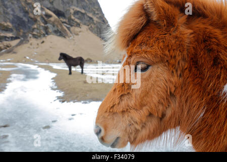 chevaux, Islande Banque D'Images