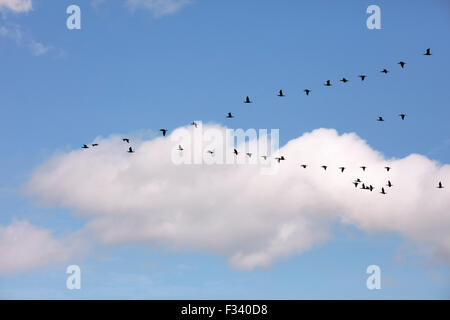 Les cormorans volant dans une formation en V. West Molesey, Surrey, Angleterre. Banque D'Images