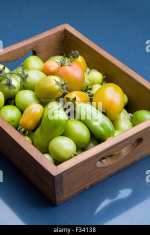 Lycopersicon esculentum. Les tomates vertes non mûres à la fin de l'été dans un bac en bois Banque D'Images