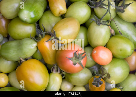 Lycopersicon esculentum. Les tomates vertes non mûres à la fin de l'été. Banque D'Images