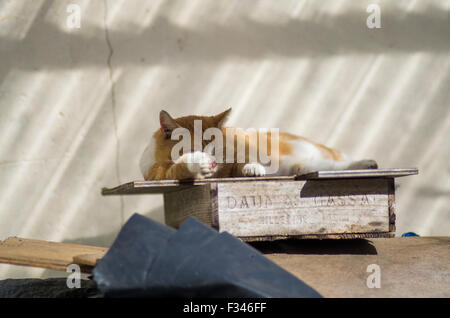 Gingembre Fat Cat dormir sur un Daumas Gassa winery caisse dans la lumière du soleil Banque D'Images