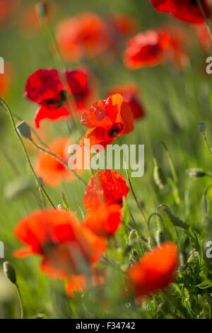 Coquelicots, Pays de Bergerac, Périgord, Dordogne, Aquitaine, France Banque D'Images