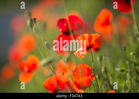 Coquelicots, Pays de Bergerac, Périgord, Dordogne, Aquitaine, France Banque D'Images