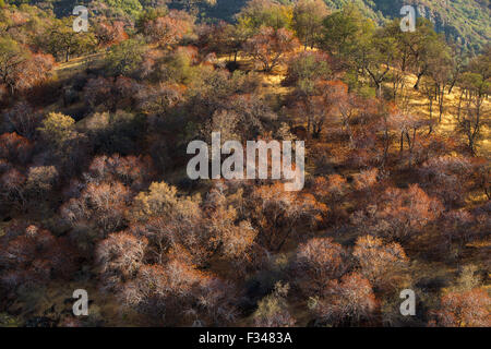 La capture d'arbres en fin d'après-midi la lumière, Sequoia National Park, Californie, USA Banque D'Images
