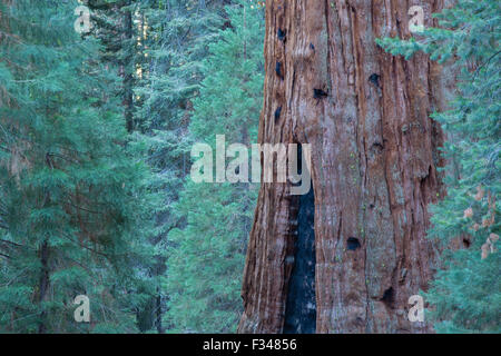 Le Sherman Tree, le plus grand arbre au monde, en Sequoia National Park, Californie, USA Banque D'Images