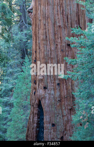 Le Sherman Tree, le plus grand arbre au monde, en Sequoia National Park, Californie, USA Banque D'Images