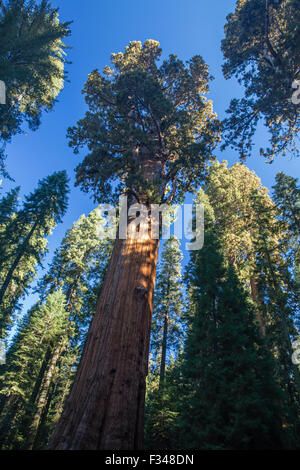 Le Sherman Tree, le plus grand arbre au monde, en Sequoia National Park, Californie, USA Banque D'Images