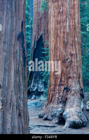 Les arbres Séquoia géant à Sequoia National Park, Californie, USA Banque D'Images