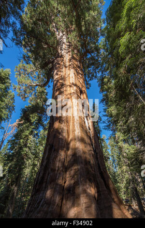 Le Président (interprétation de l'arbre, sentier du Congrès, l'un des arbres Séquoia géant à Sequoia National Park, Californie, USA Banque D'Images