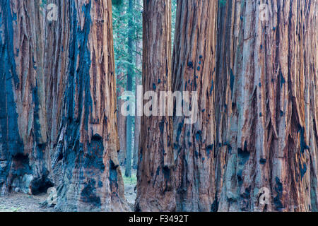 Le Groupe sénatorial d'arbres Séquoia géant sur la piste du Congrès à Sequoia National Park, Californie, USA Banque D'Images