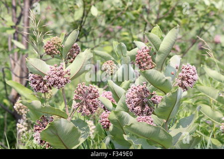 L'asclépiade floraison plante. Fleurs d'asclépiade floraison de juin à août, Banque D'Images