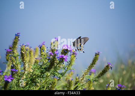 Homme Pipevine Swallowtail sur une fleur pourpre avec un fond bleu Banque D'Images