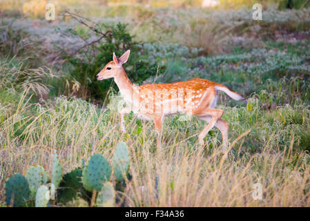 Spotted fallow fawn marcher dans l'herbe haute Banque D'Images