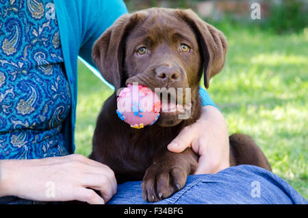 Un chiot Labrador Retriever chocolat, avec son propriétaire, jouant avec une balle Banque D'Images