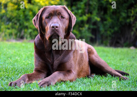 Un jeune Labrador Retriever chocolat alerte à la Banque D'Images