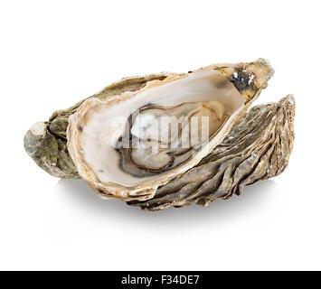 Oyster isolé sur fond blanc Banque D'Images