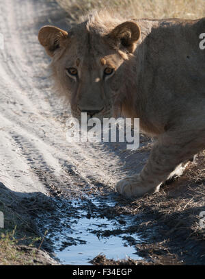 Reflex d'une lionne sur un étang Banque D'Images