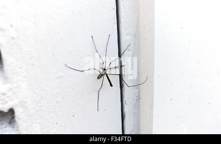 Tipula paludosa tipule autrement connu sous le nom de Daddy Longlegs veste en cuir ou assis sur un insecte porte blanche Banque D'Images