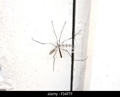 Tipula paludosa tipule autrement connu sous le nom de Daddy Longlegs veste en cuir ou assis sur un insecte porte blanche Banque D'Images