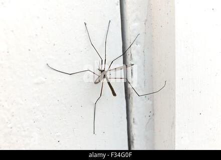 Tipula paludosa tipule autrement connu sous le nom de Daddy Longlegs veste en cuir ou assis sur un insecte porte blanche Banque D'Images