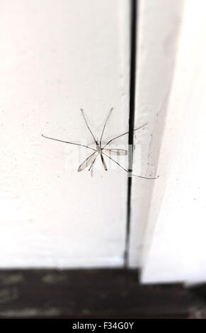 Tipula paludosa tipule autrement connu sous le nom de Daddy Longlegs veste en cuir ou assis sur un insecte porte blanche Banque D'Images