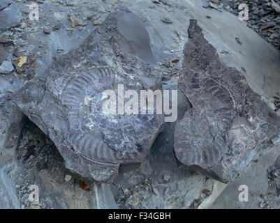 Fossiles Ammonite trouvée sur Sandsend plage, près de Whitby Banque D'Images