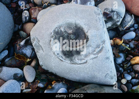 Fossiles Ammonite trouvée sur Sandsend beach - au nord de Whitby, North Yorkshire, Angleterre. Banque D'Images