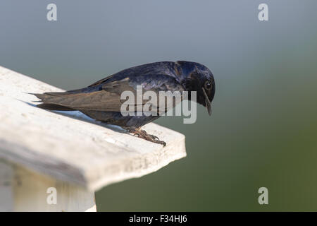 Homme Purple Martin (Progne subis), sur les zones humides, Wakodahatchee nichoir Delray Beach, Floride Banque D'Images